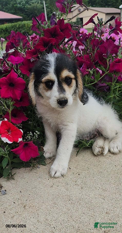 Mixed Breed dogs Lucky - Ad 2