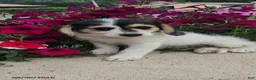 Mixed Breed dogs for sale: Lucky - Ad 2