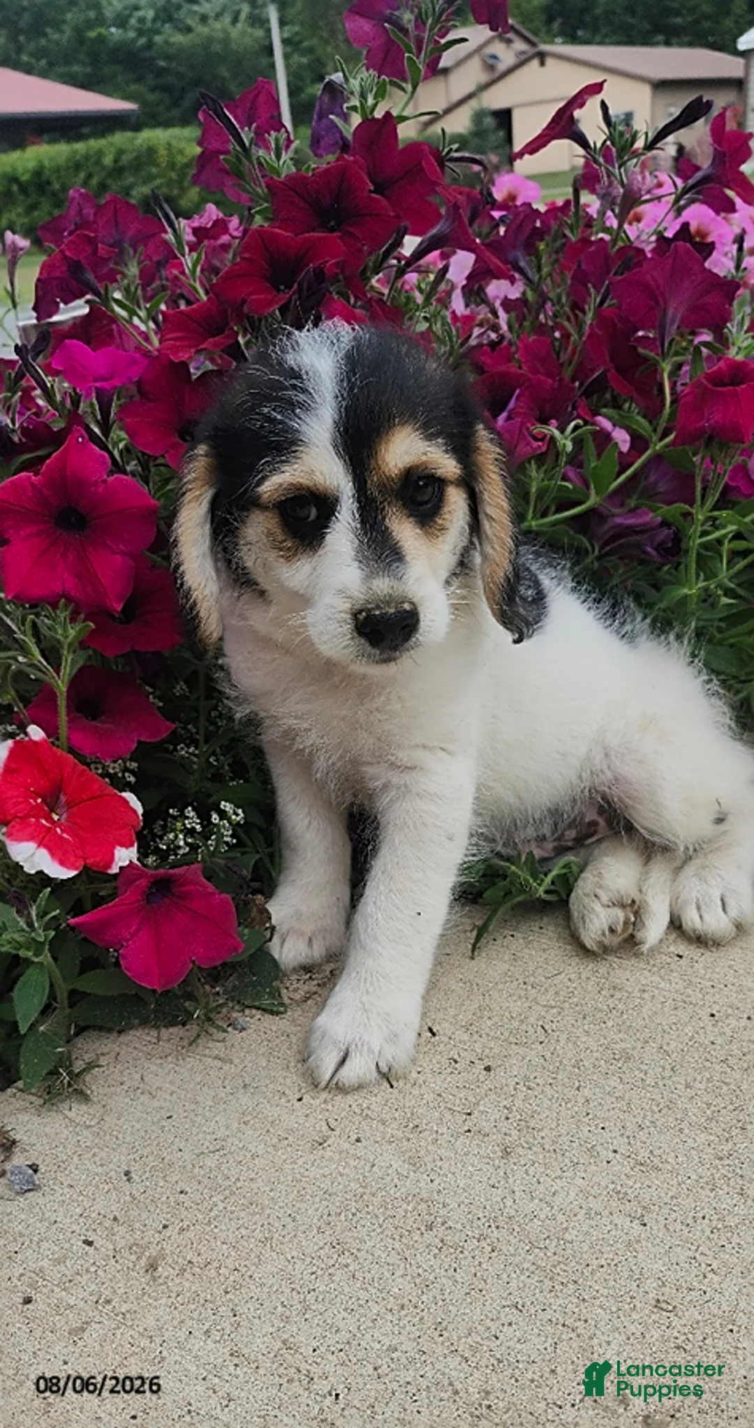 Mixed Breed dogs for sale: Lucky - Ad 2
