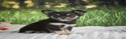 Chihuahua dogs for sale: Princess - Ad 8