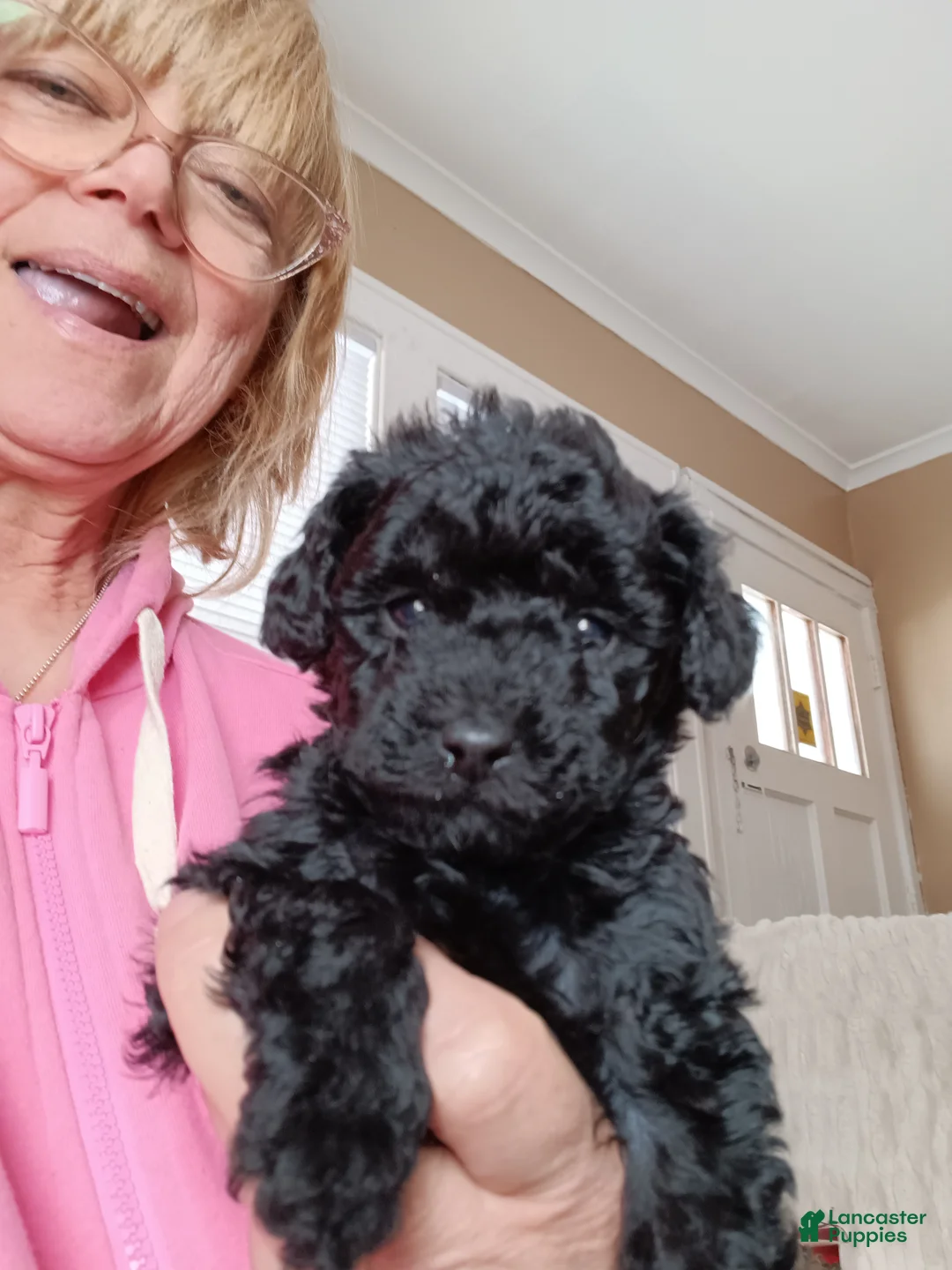Miniature Poodle dogs for sale: Jean Pierre - Ad 4