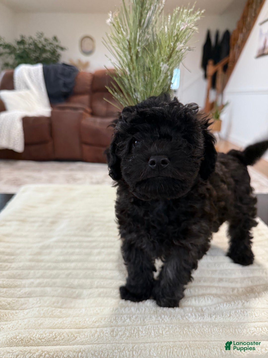 Maltipoo dogs for sale: Rome  - Ad 7