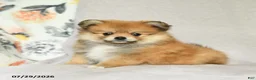 Pomeranian dogs for sale: Bella   - Ad 3