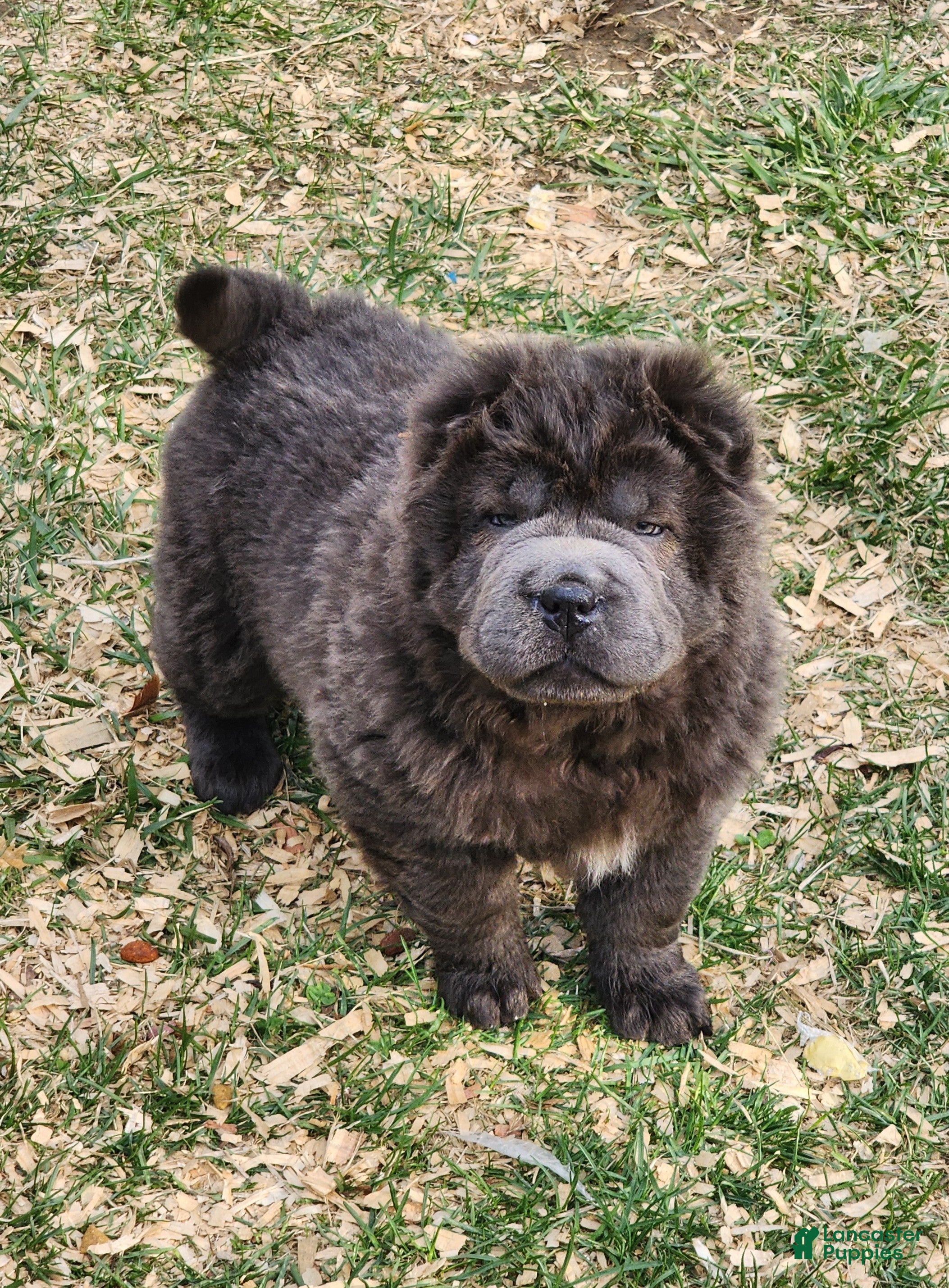 Shar Pei dogs Blue bear mini - Ad 1