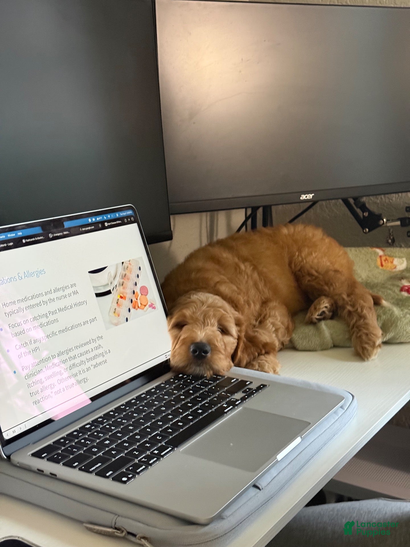 Goldendoodle dogs Cooper - Ad 2