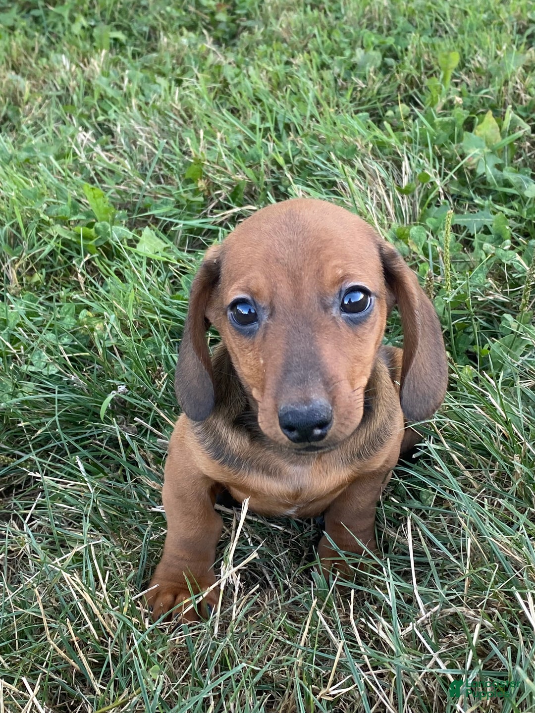 Dachshund dogs for sale: Dustin - Ad 3