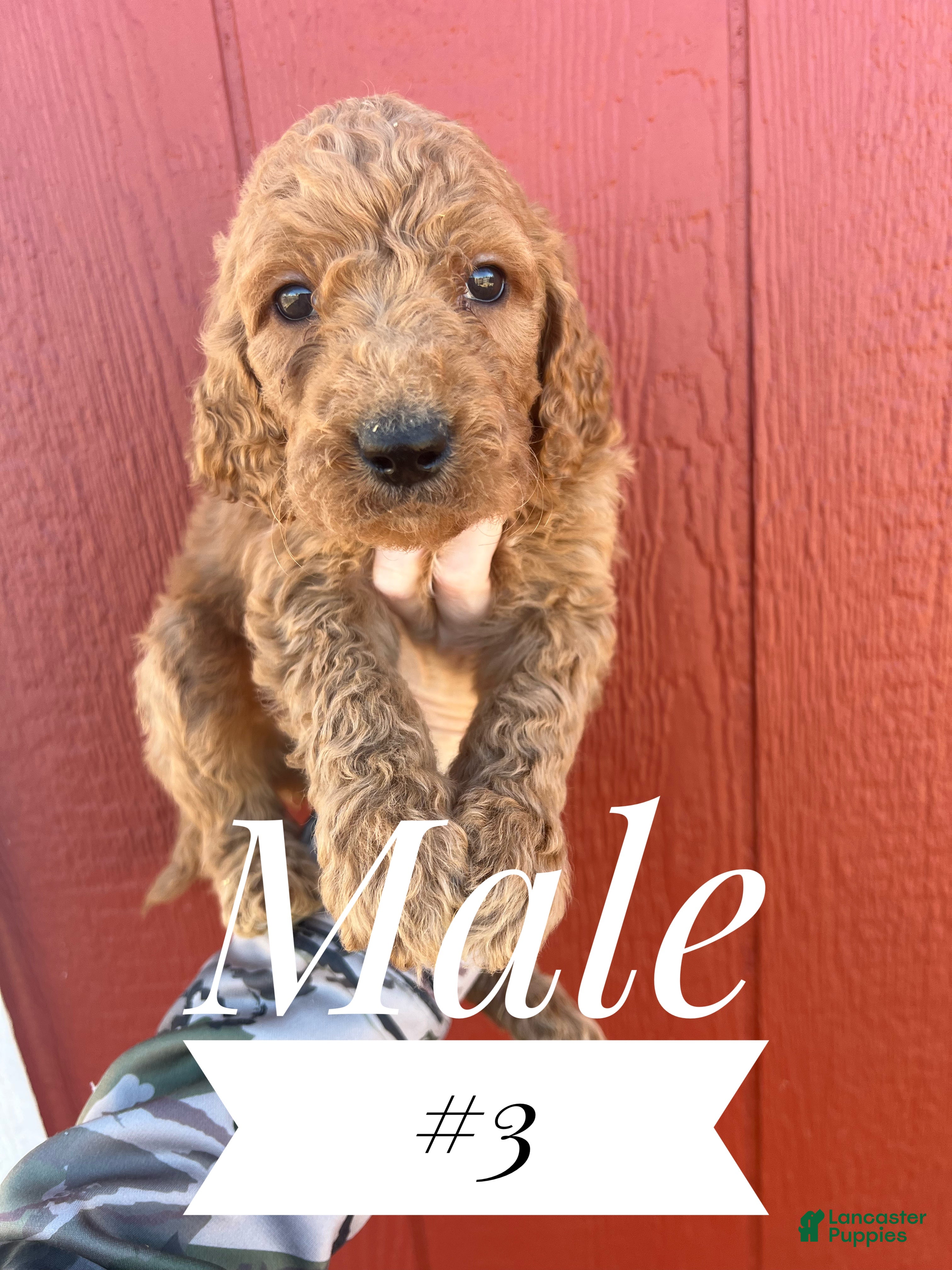Goldendoodle dogs Goldendoodle Puppy 2 - Ad 1