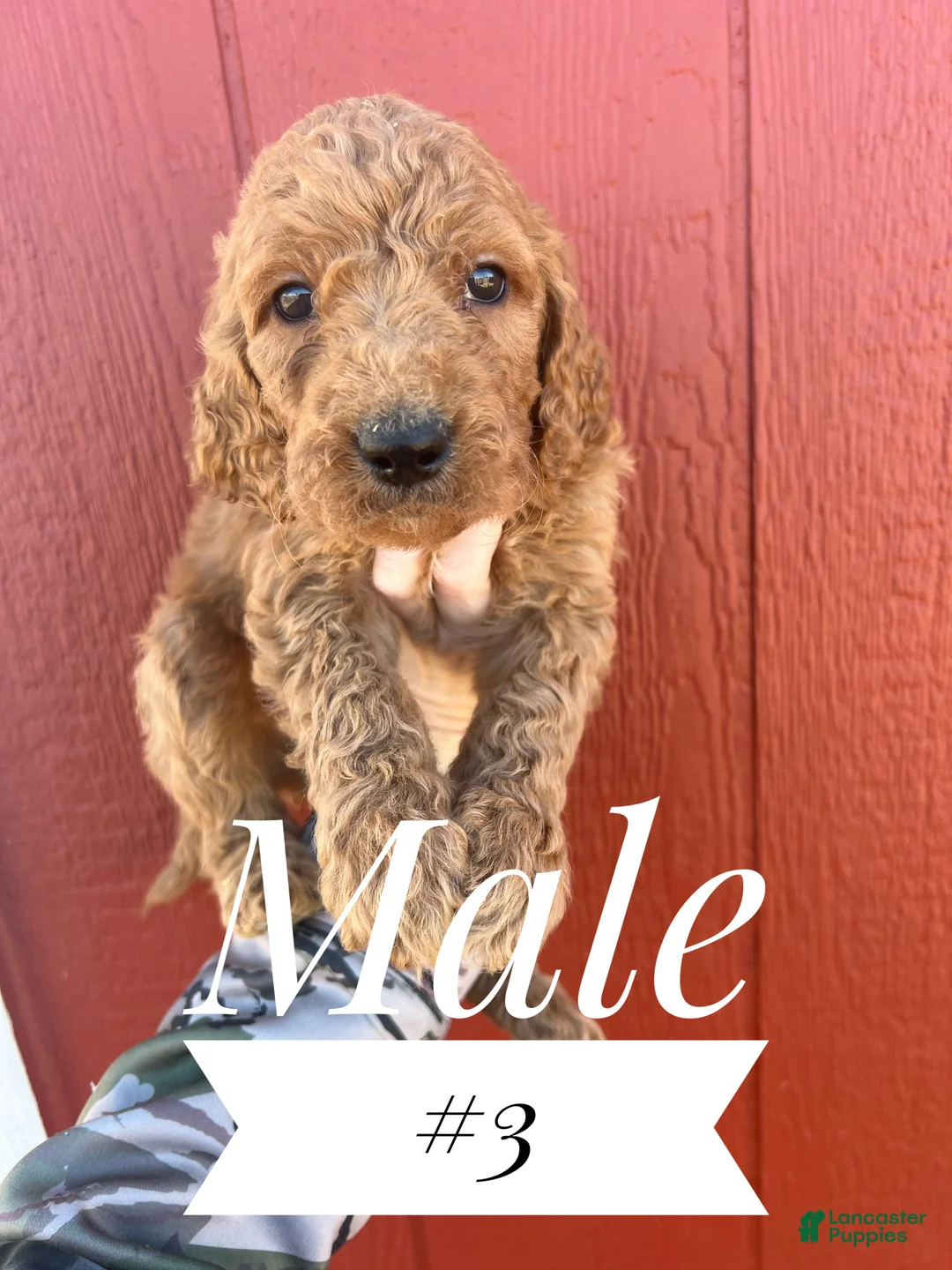 Goldendoodle dogs for sale: Goldendoodle Puppy 2 - Ad 1