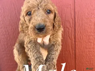Goldendoodle dogs for sale: Goldendoodle Puppy 2 - Ad 2