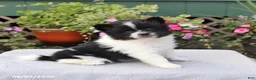 Pomeranian dogs for sale: Cupcake - Ad 4