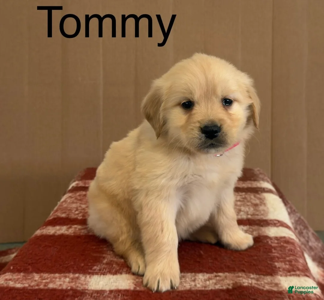 Golden Retriever dogs for sale: Tommy - Ad 1