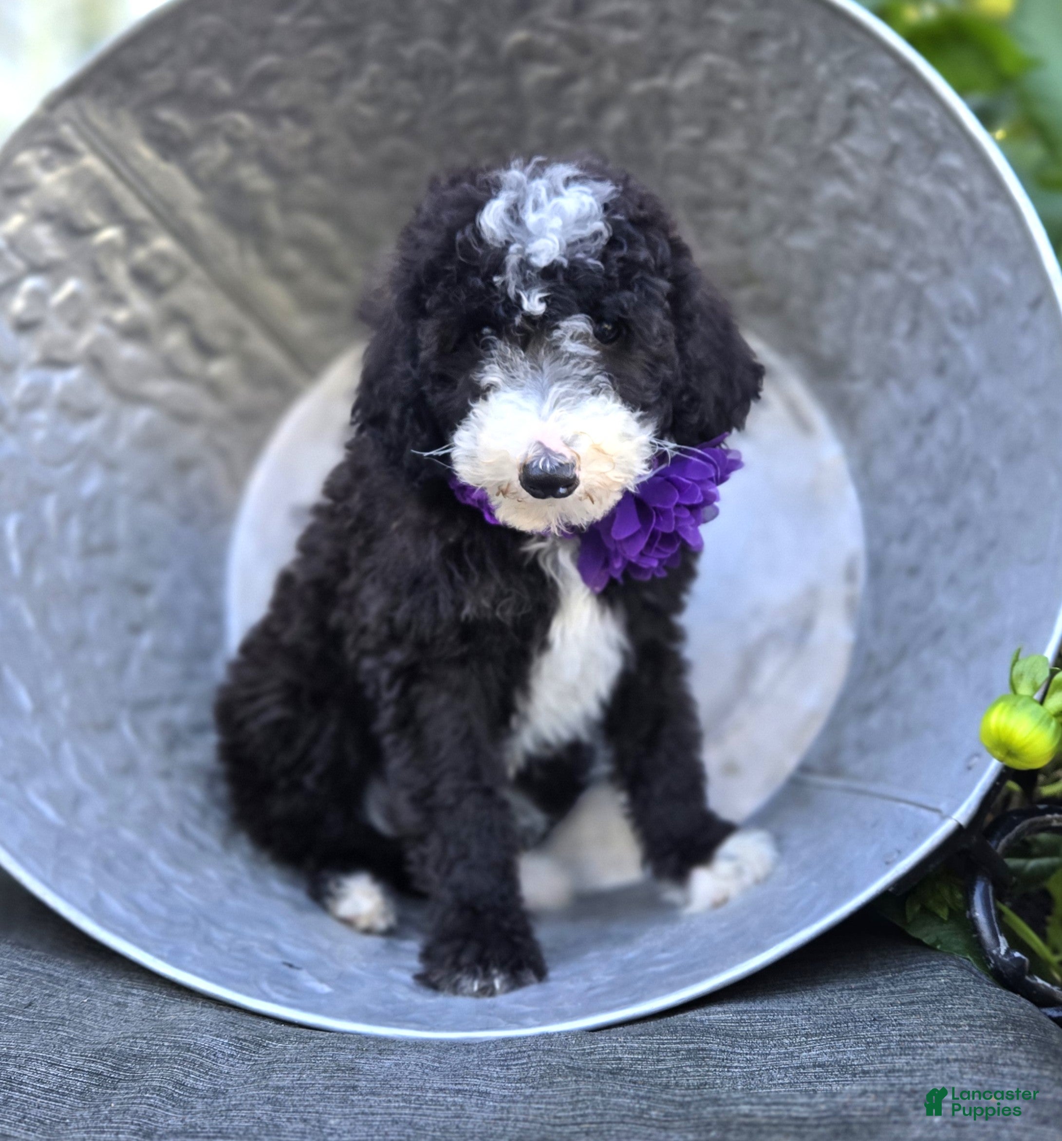 Sheepadoodle dogs Haley - Ad 2