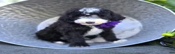Sheepadoodle dogs for sale: Haley - Ad 2