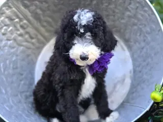 Sheepadoodle dogs Haley - Ad 2