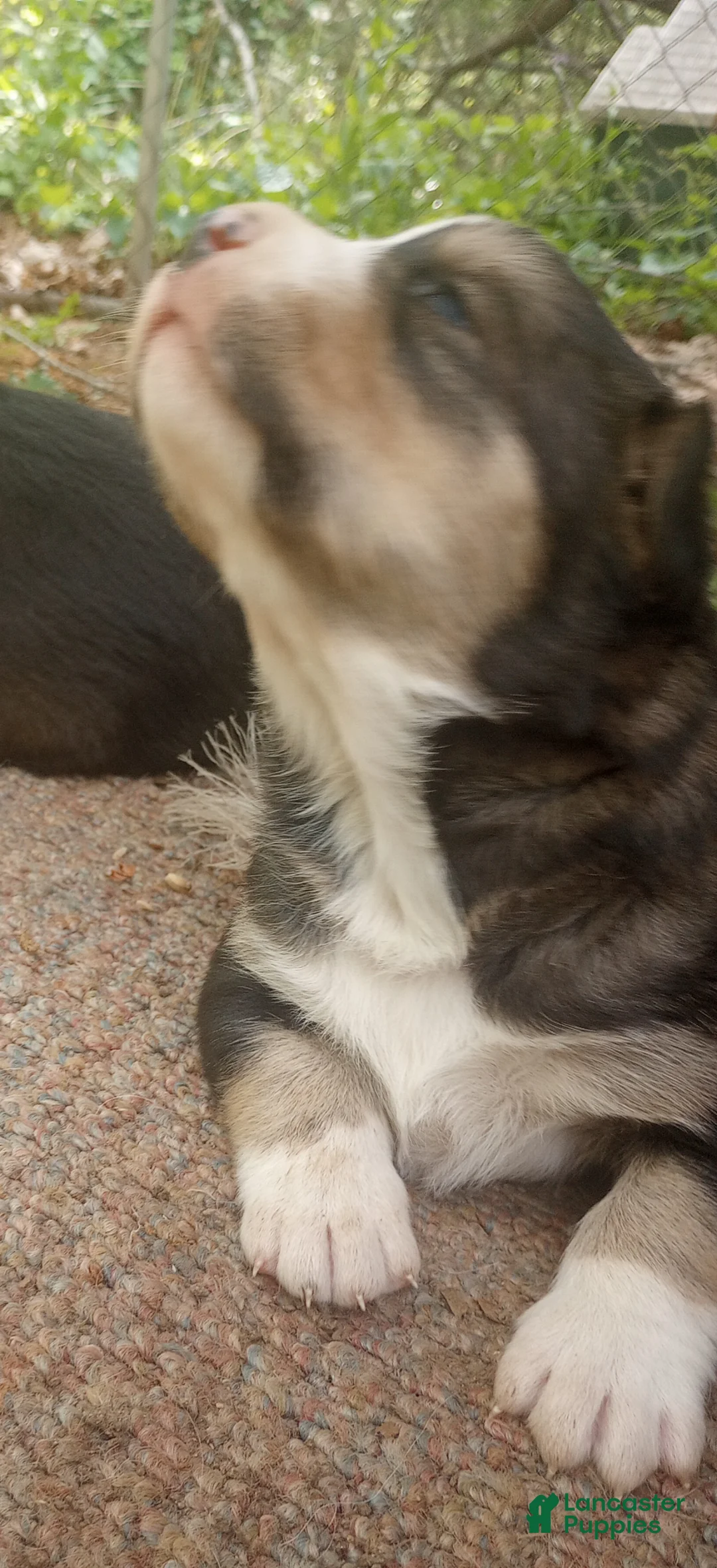 Mixed Breed dogs for sale: CRYSTAL - Ad 1