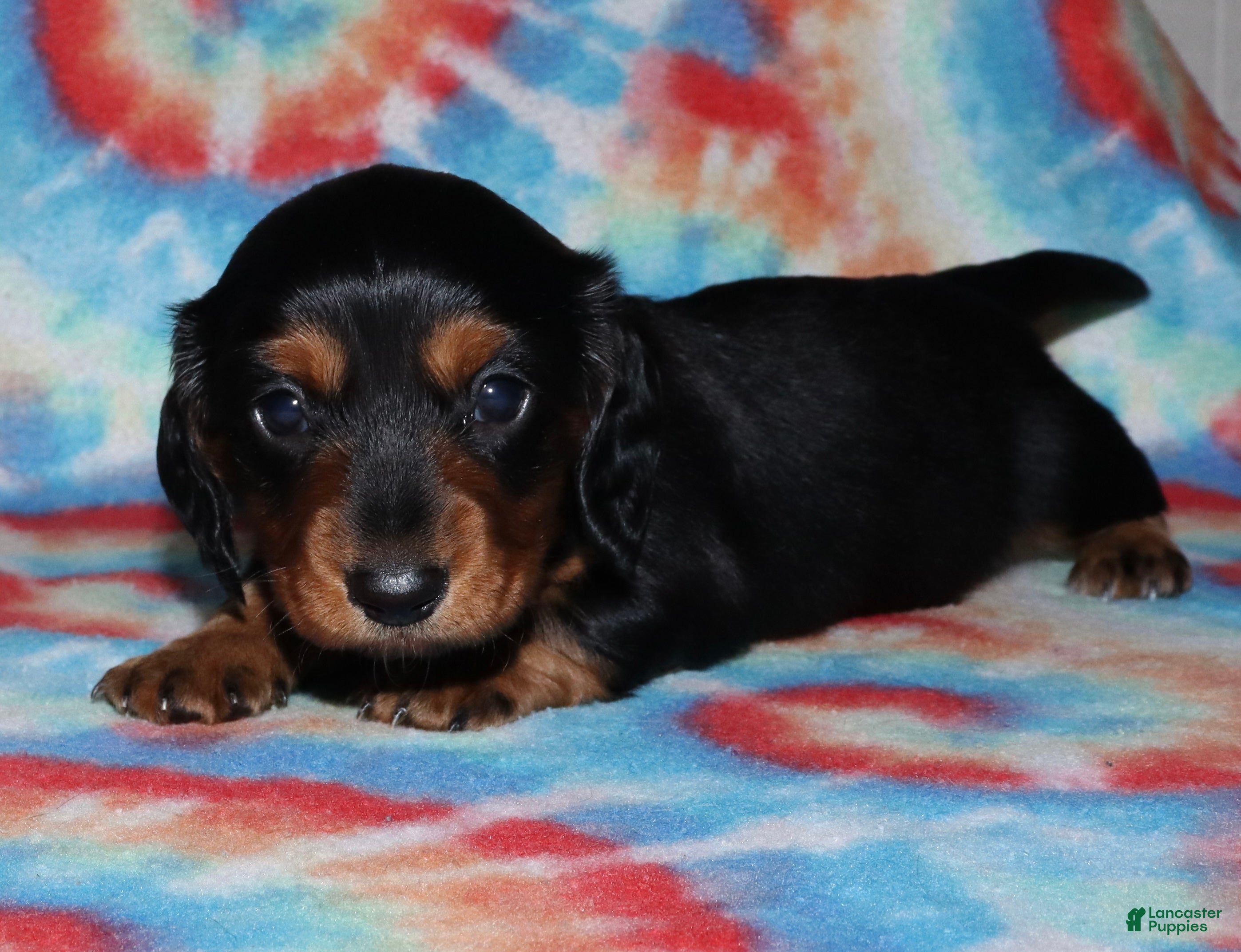 Miniature Dachshund dogs Flossy’s male - Ad 7