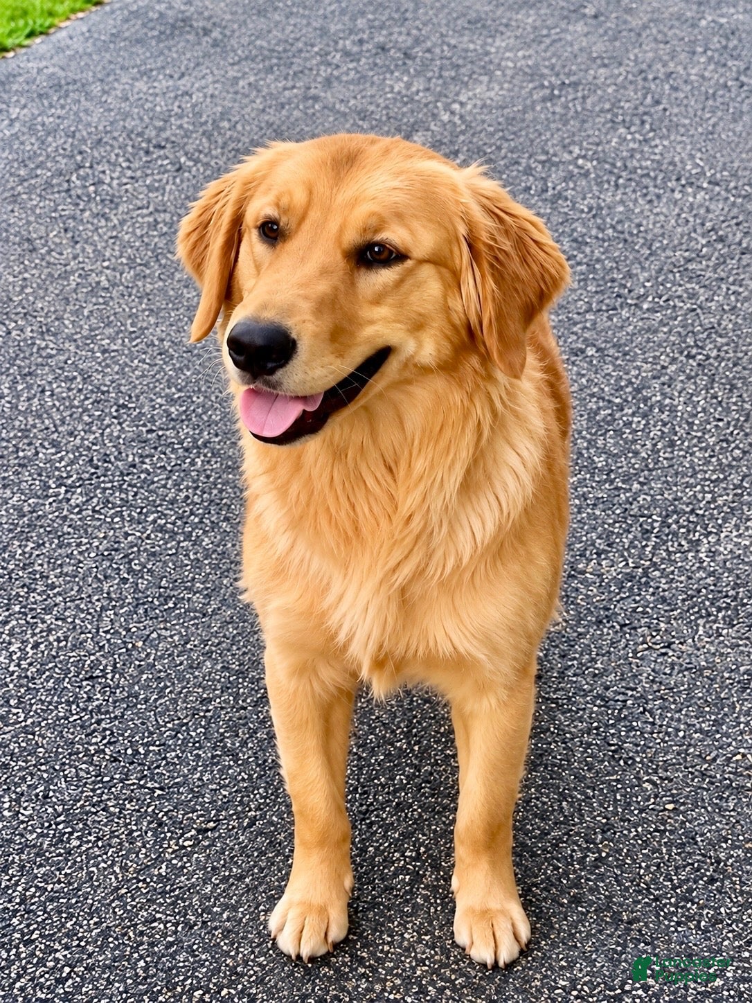 Golden Retriever dogs Golden Retriever 9 - Ad 2