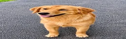 Golden Retriever dogs for sale: Golden Retriever 1 - Ad 2