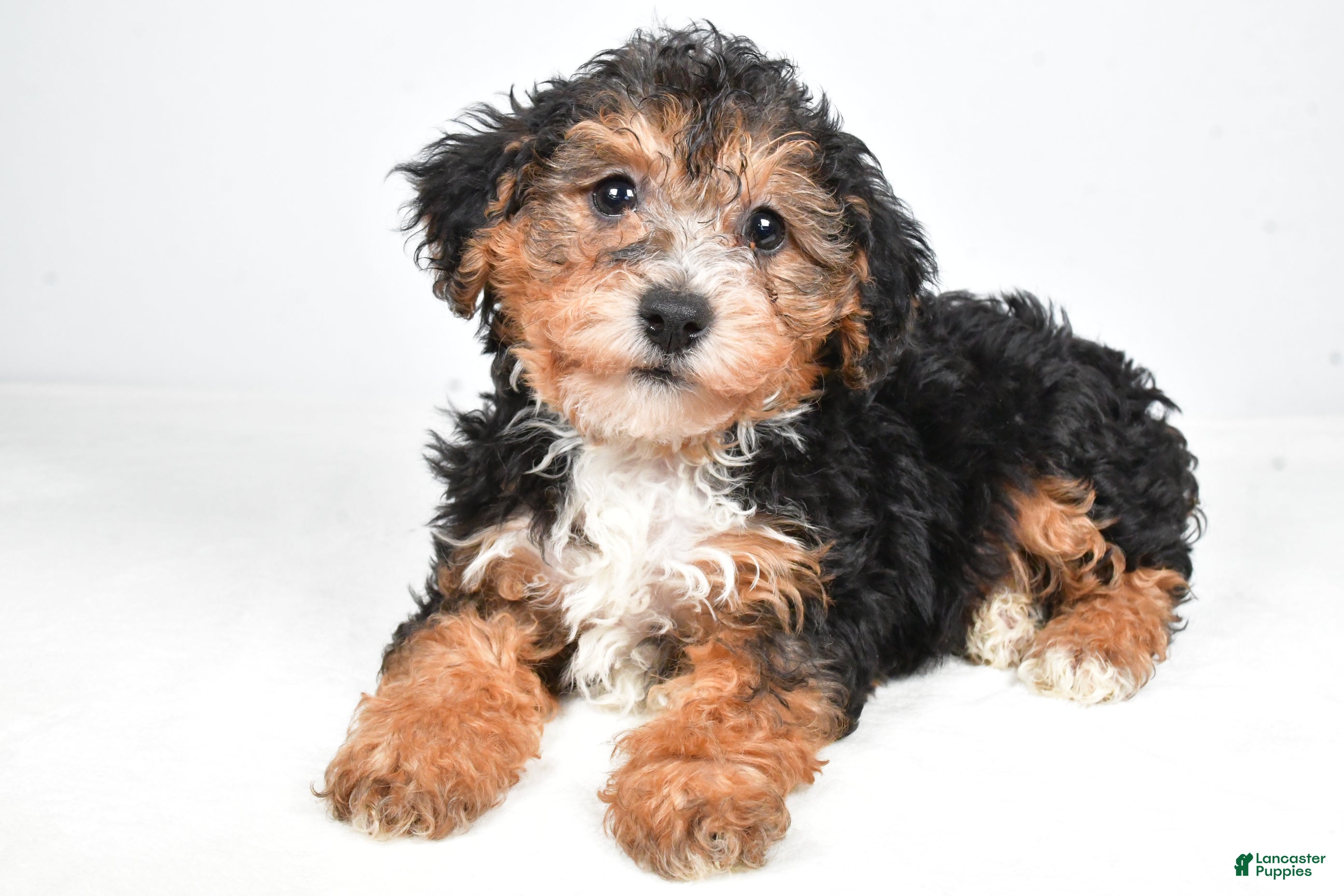Yorkiepoo dogs Gary - Ad 1