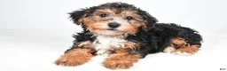 Yorkiepoo dogs for sale: Gary - Ad 1