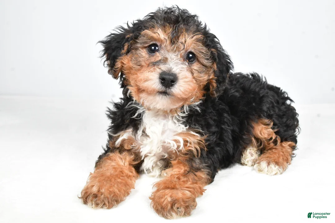 Yorkiepoo dogs for sale: Gary - Ad 1