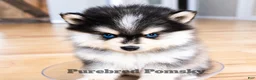 Pomsky dogs for sale: Atlas Micro Pomsky - Ad 4