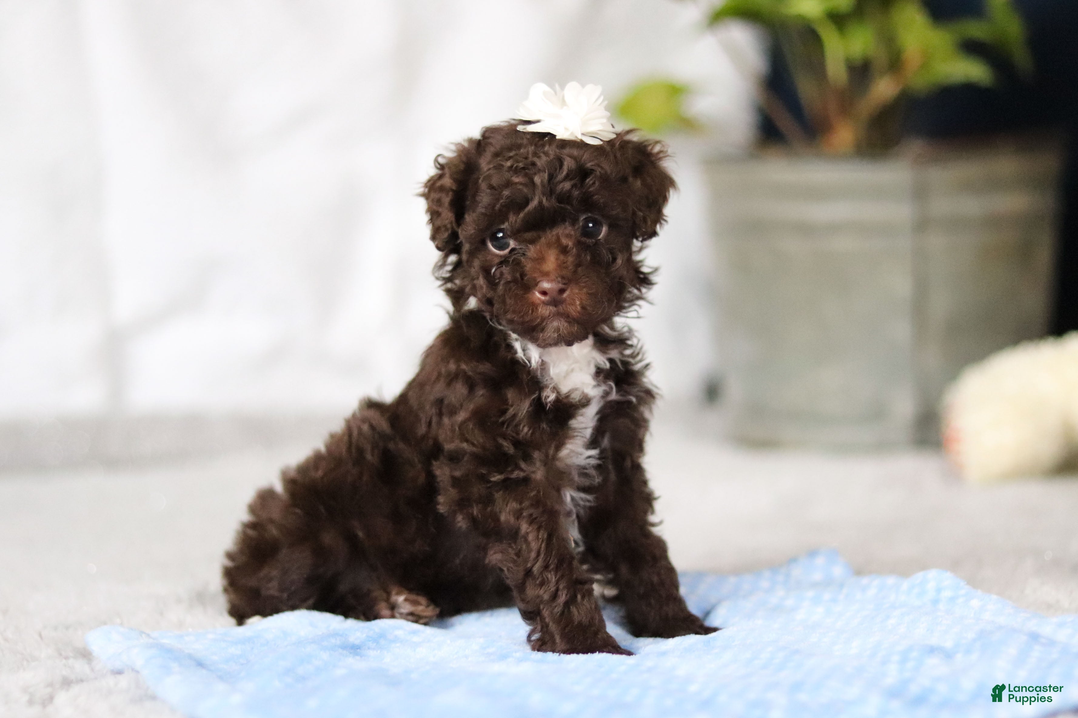 Toy Poodle dogs Avery - Ad 1