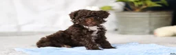 Toy Poodle dogs for sale: Avery - Ad 1