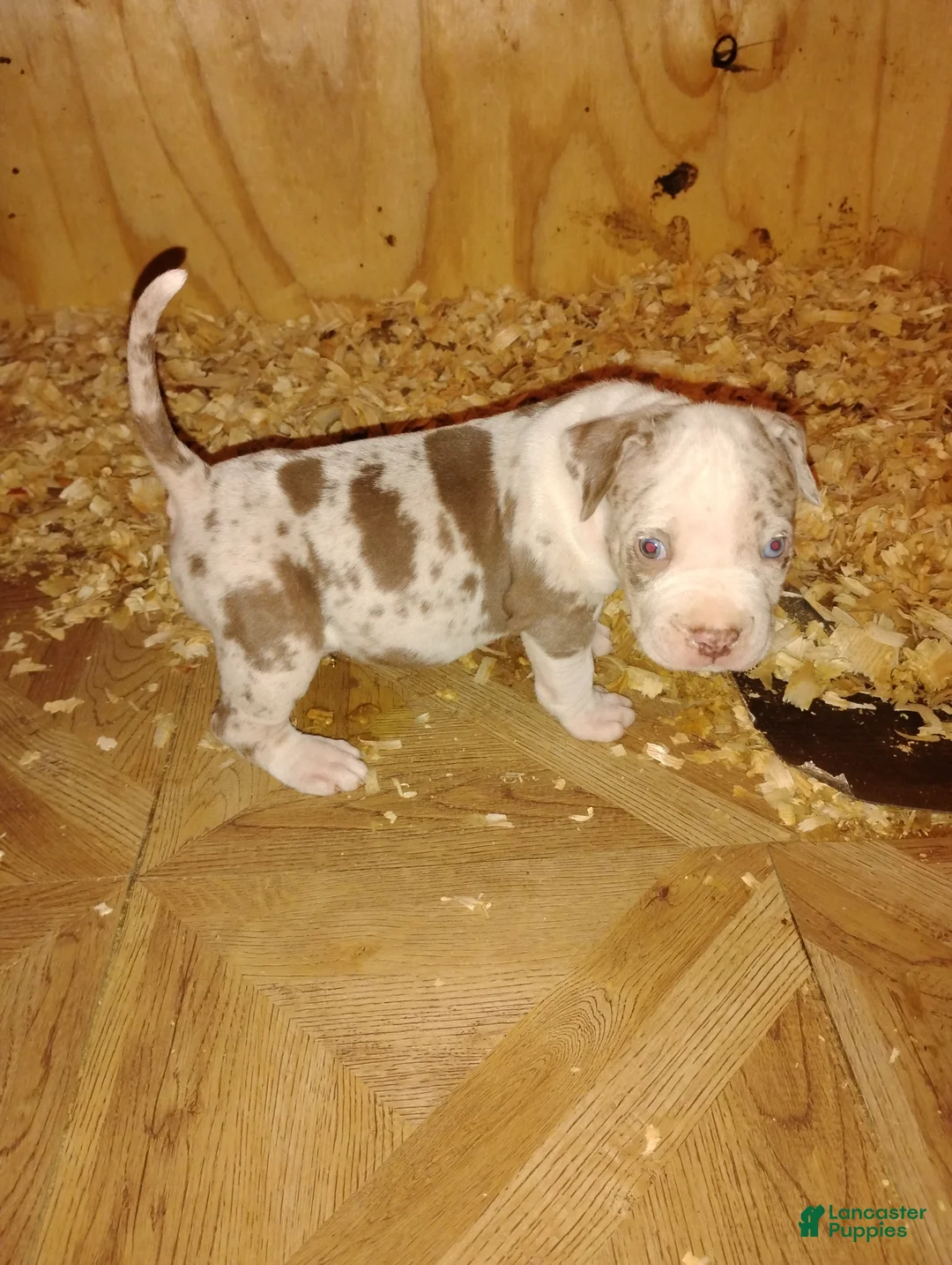 American Bully dogs for sale: American Bully Puppy 5 - Ad 8