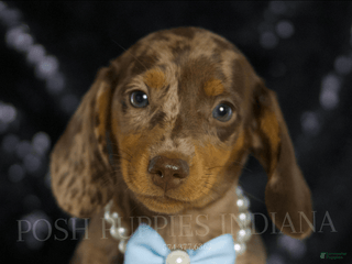 Miniature Dachshund dogs - Ad 22
