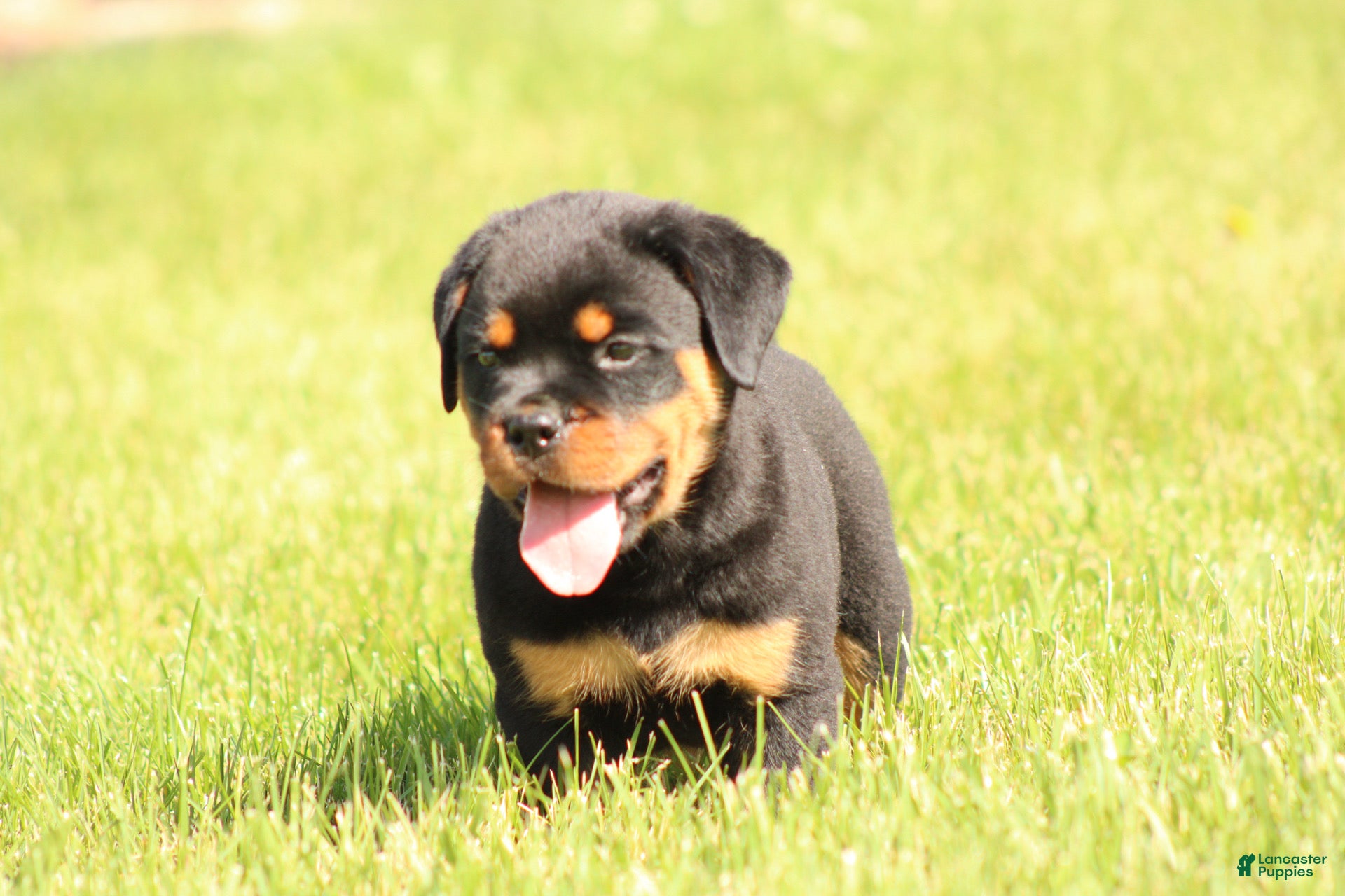 Rottweiler dogs Chanse - Ad 2