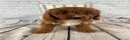 Cavapoo dogs for sale: Tucker - Ad 6