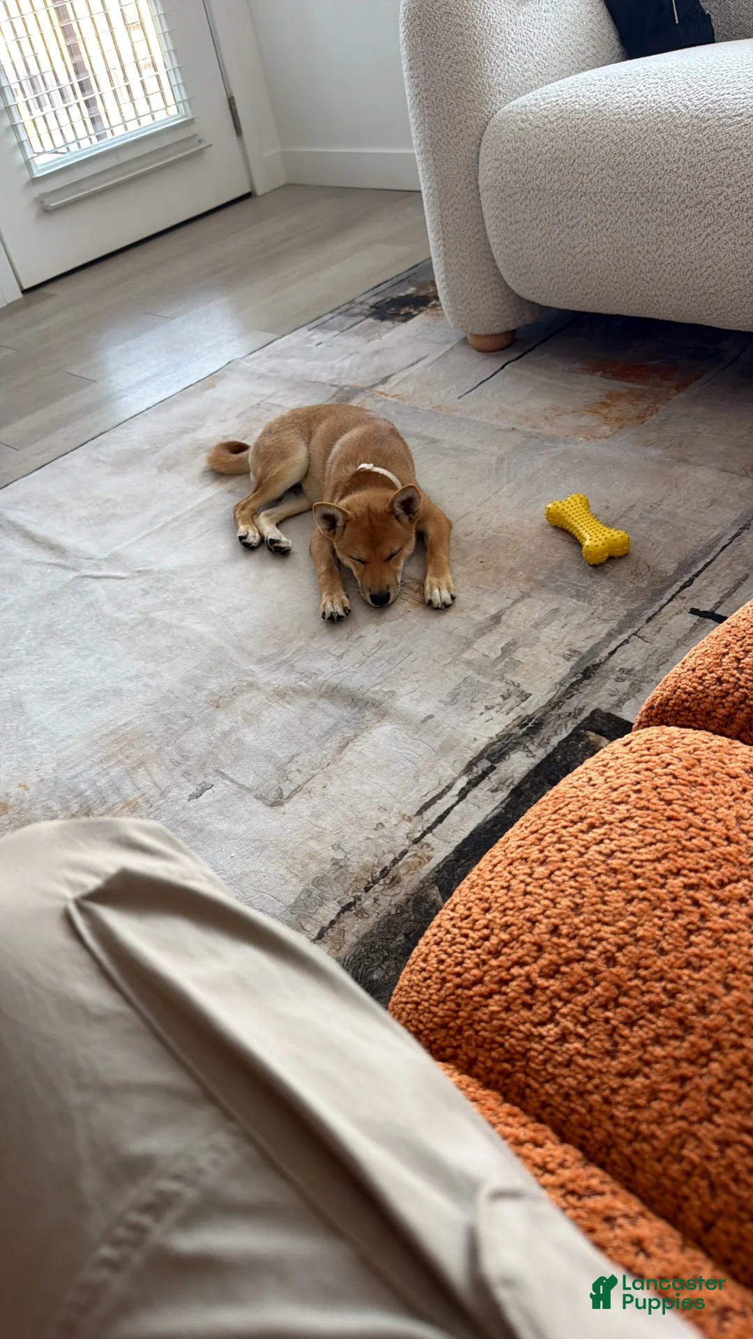 Shiba Inu dogs for sale: Shiba Inu 1 - Ad 11