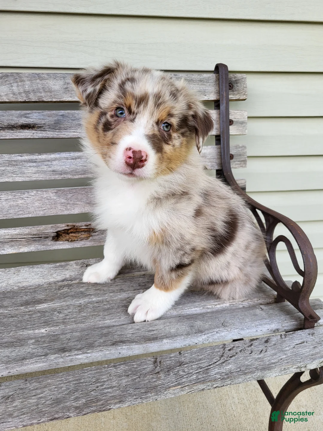 Australian Shepherd dogs for sale: Freddie  - Ad 1