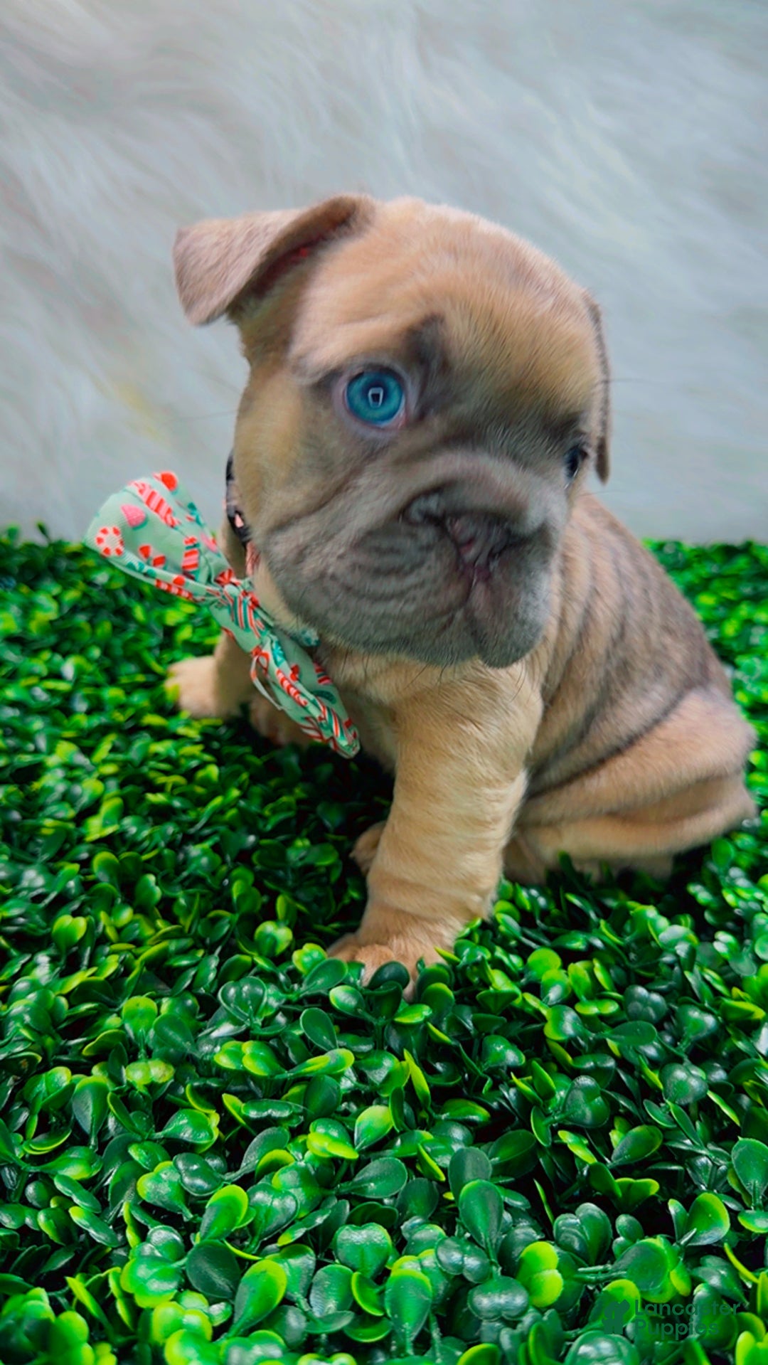French Bulldog dogs for sale: MAVI - Ad 7