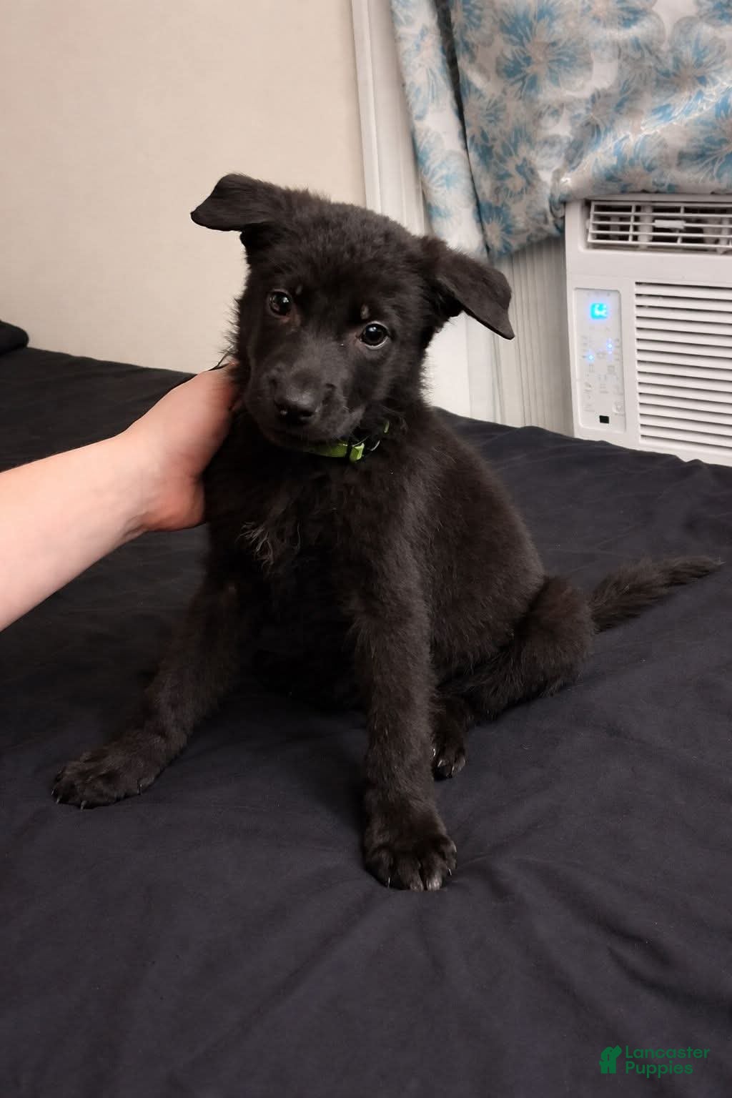 German Shepherd dogs Ottis 💚 - Ad 19