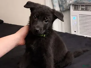 German Shepherd dogs Ottis 💚 - Ad 19