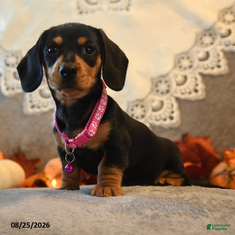 Dachshund dogs Penny - Ad 2