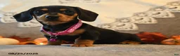 Dachshund dogs for sale: Penny - Ad 2