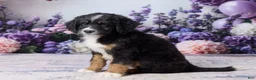 Bernedoodle dogs for sale: Lyle - Ad 5