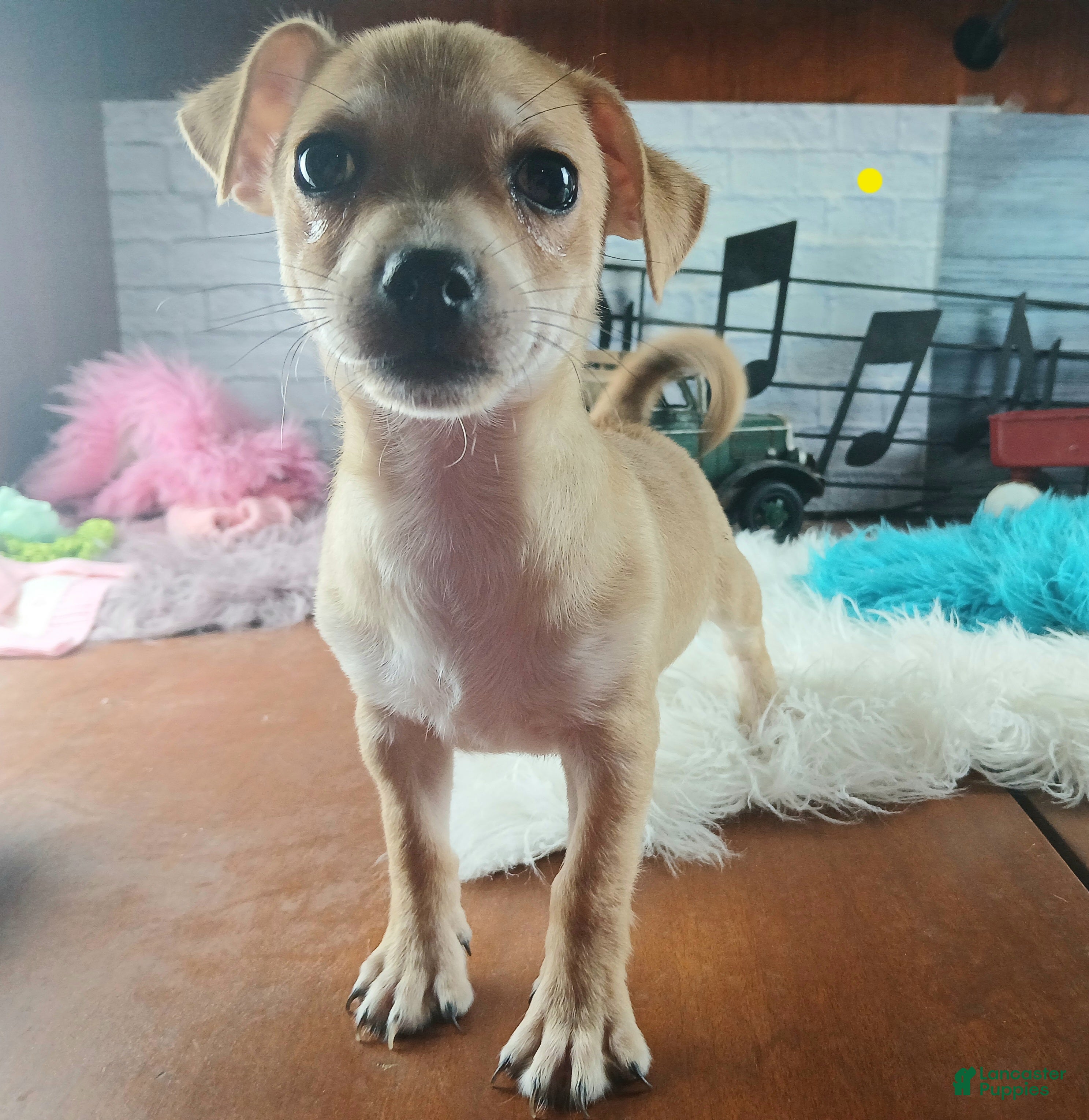Chihuahua dogs Nationwide delivery. Popcorn yellow boy - Ad 19