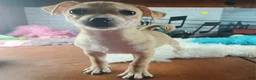 Chihuahua dogs for sale: Nationwide delivery. Popcorn yellow boy - Ad 1