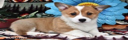 Welsh Corgi Pembroke dogs for sale: Sweetheart - Ad 2