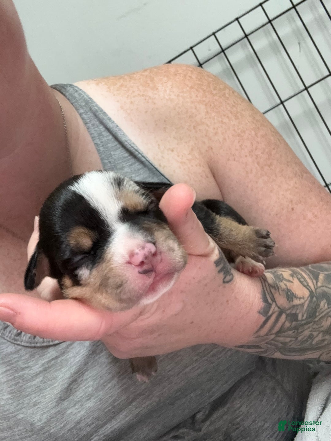 American Bully dogs for sale: Urban - Ad 12