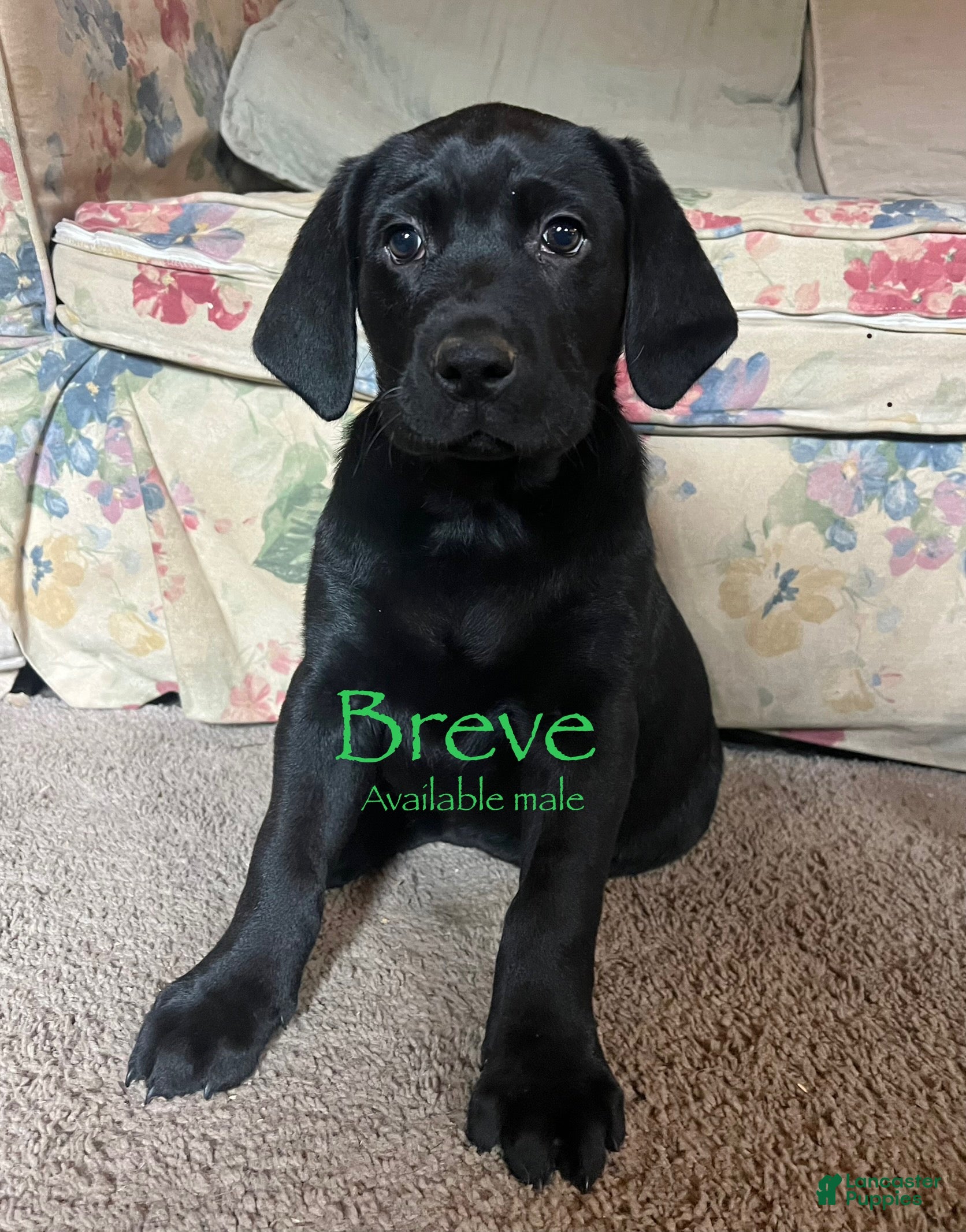 Labrador Retriever dogs Breve - Ad 11