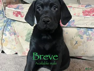 Labrador Retriever dogs Breve - Ad 11