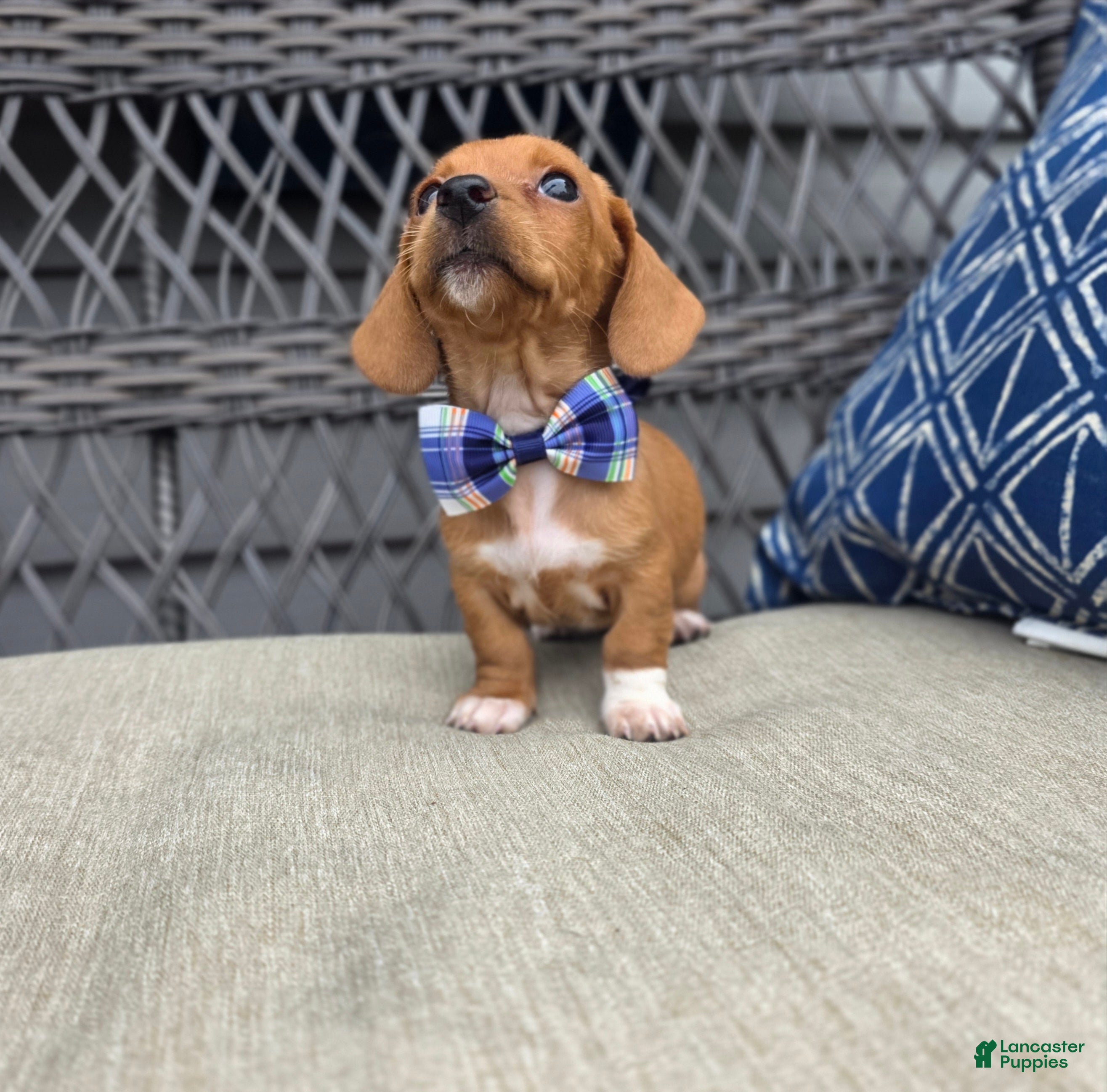 Miniature Dachshund dogs for sale: Blue Girl - Ad 1