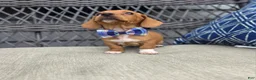 Miniature Dachshund dogs for sale: Blue Girl - Ad 1