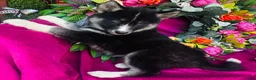 Siberian Husky dogs for sale: Kallie  - Ad 4
