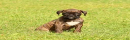 Boxer dogs for sale: Shadow - Ad 3